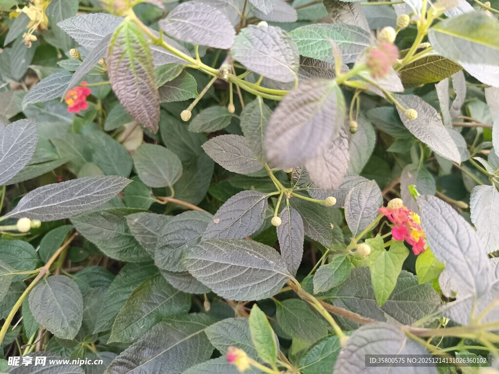 紫叶植物与红果景观