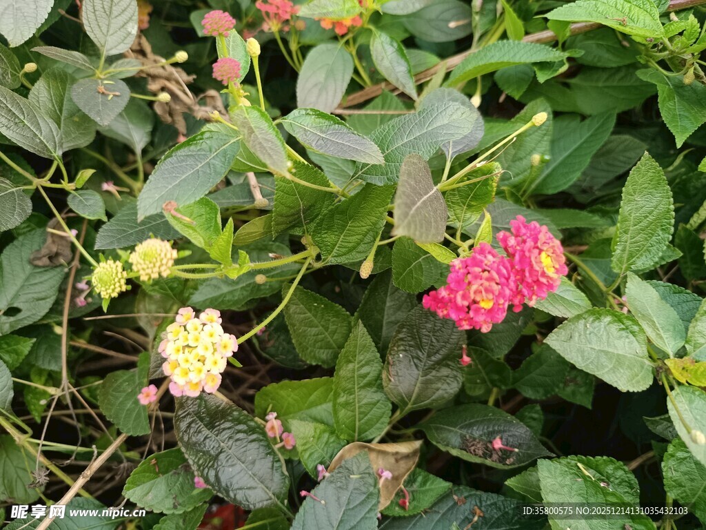 多彩马缨丹绽放