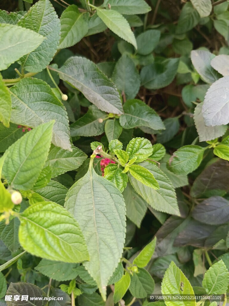 绿叶丛中的红果植物