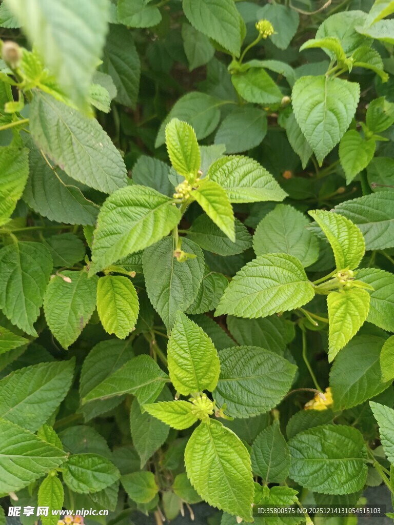 清新嫩绿的薄荷叶片