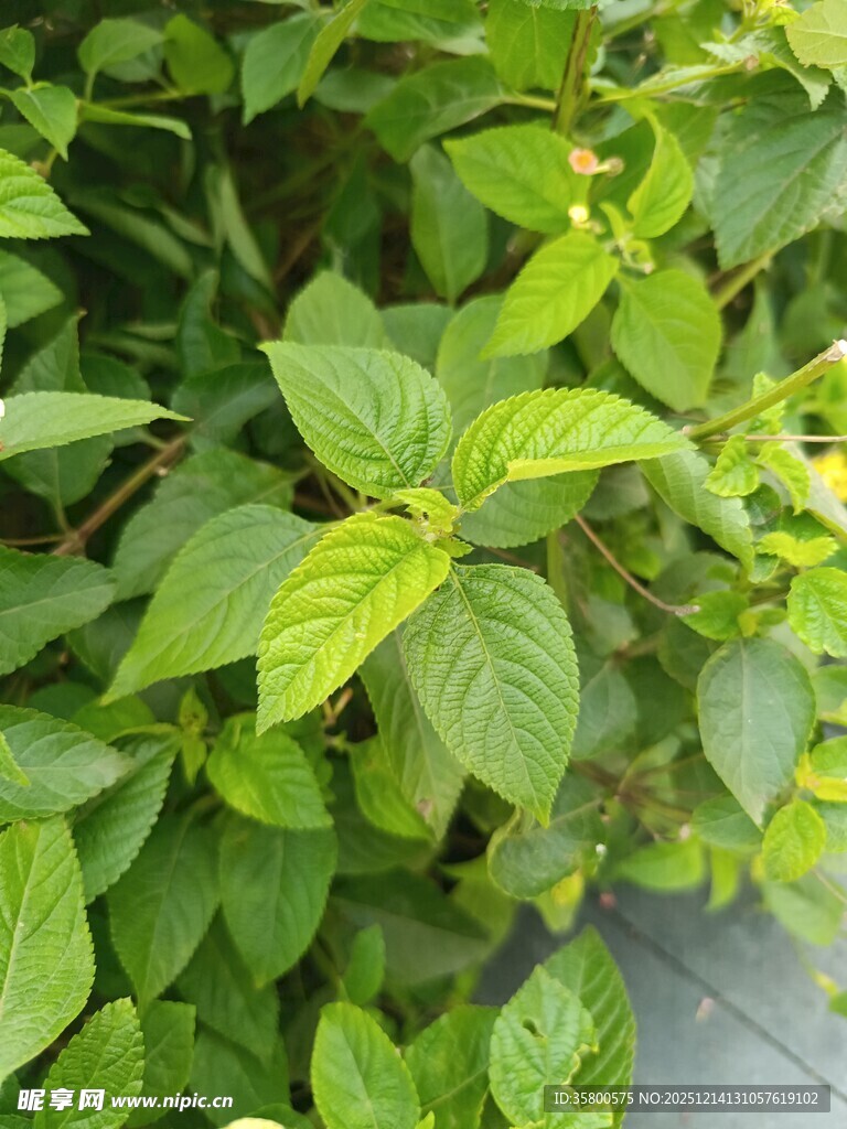 翠绿繁茂的植物叶片