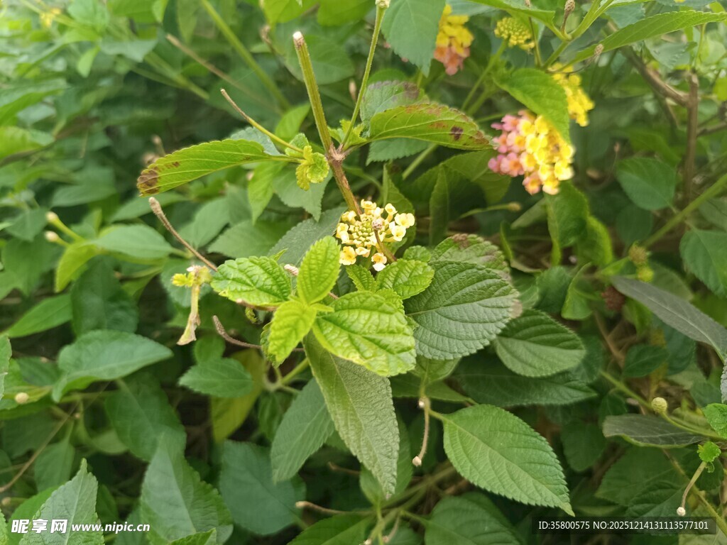 绿叶丛中的多彩花卉