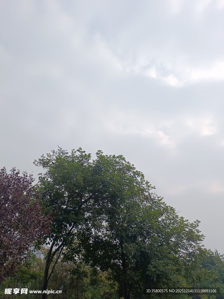 阴天中的多彩树木景观