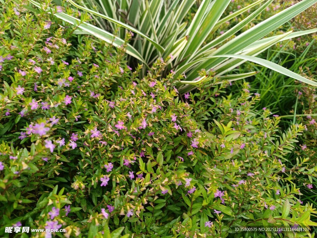 繁茂绿植中的紫色小花