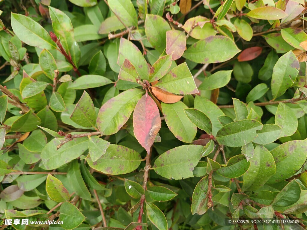 绿叶间的红边植物
