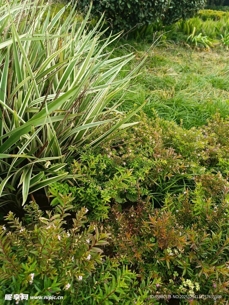 绿意盎然的多样植物景观