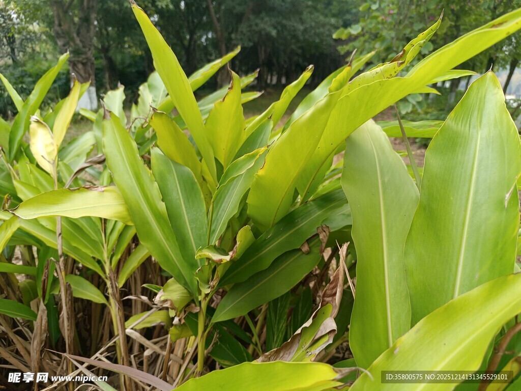 翠绿繁茂的热带植物