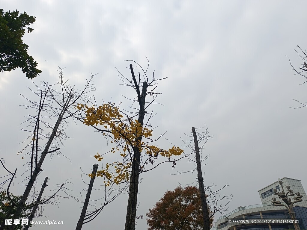 秋日枯树与金黄树叶景象