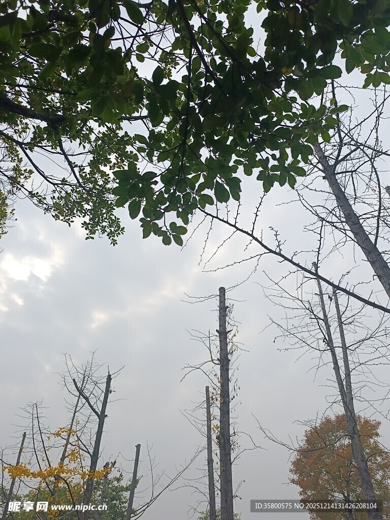 秋日树林中的电线杆景象