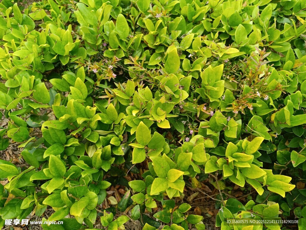 翠绿繁茂的灌木丛