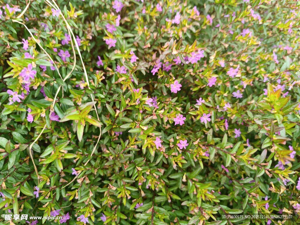 繁茂紫色野花绿植景观