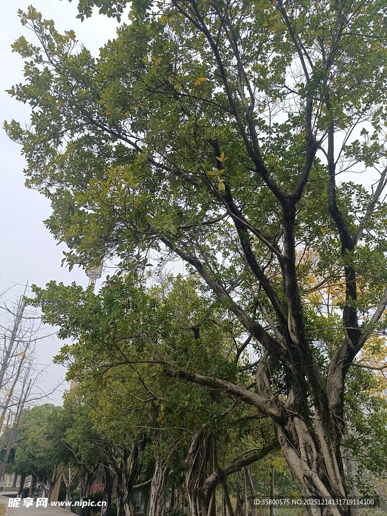 路边葱郁树木景观