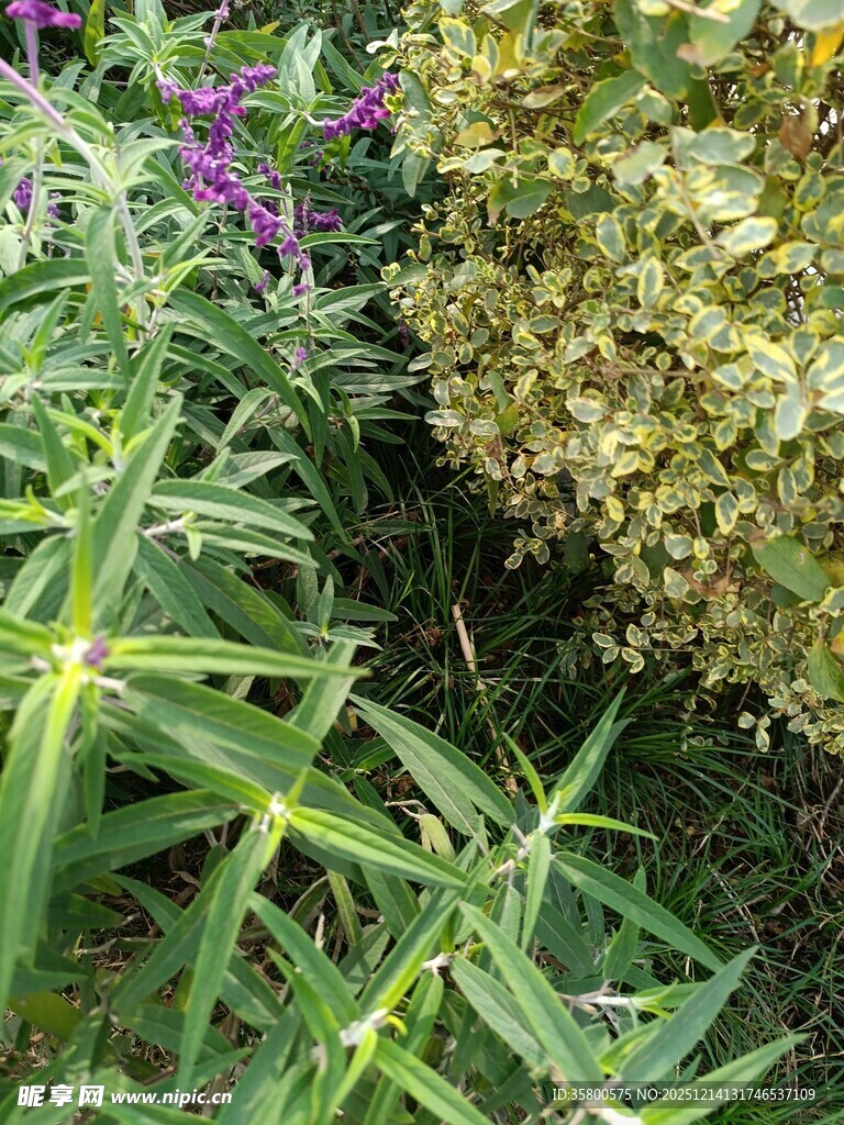 绿叶繁花的自然景致