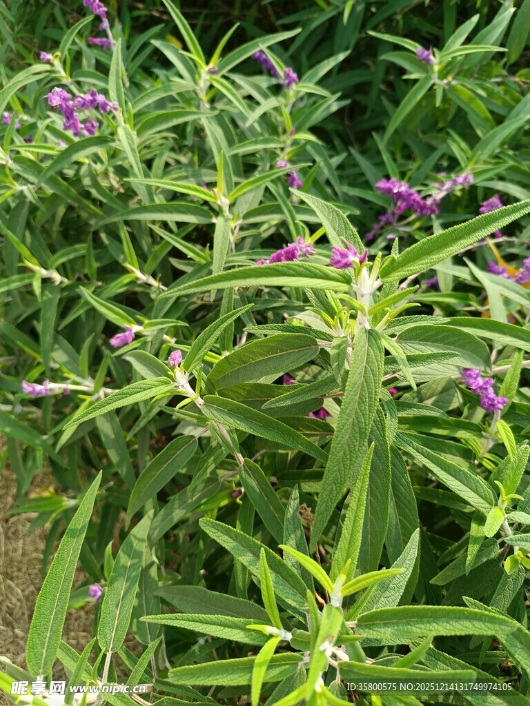 绿叶丛中的紫色小花