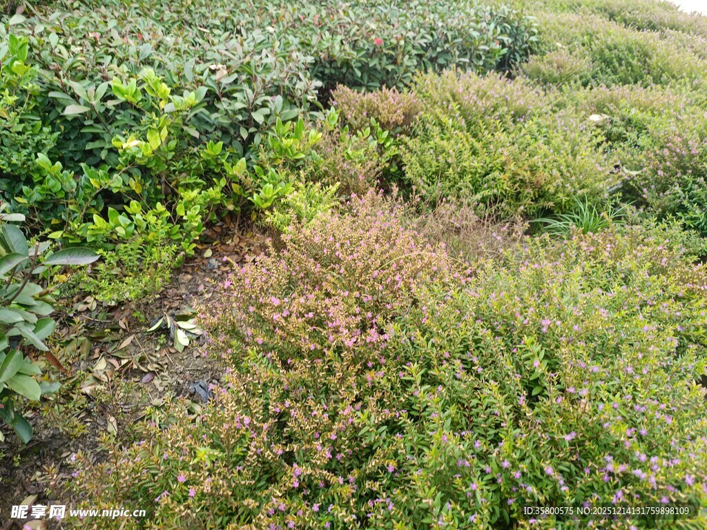 户外草地绿植景象