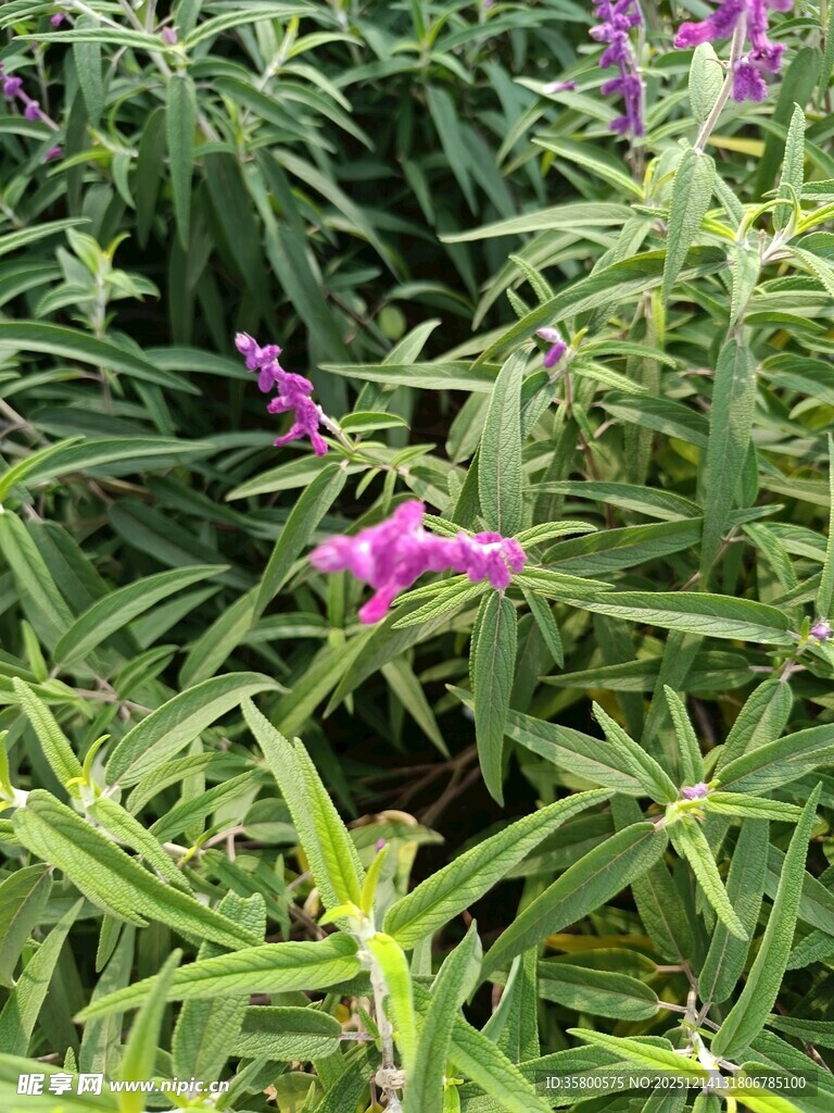 紫色鼠尾草植物特写