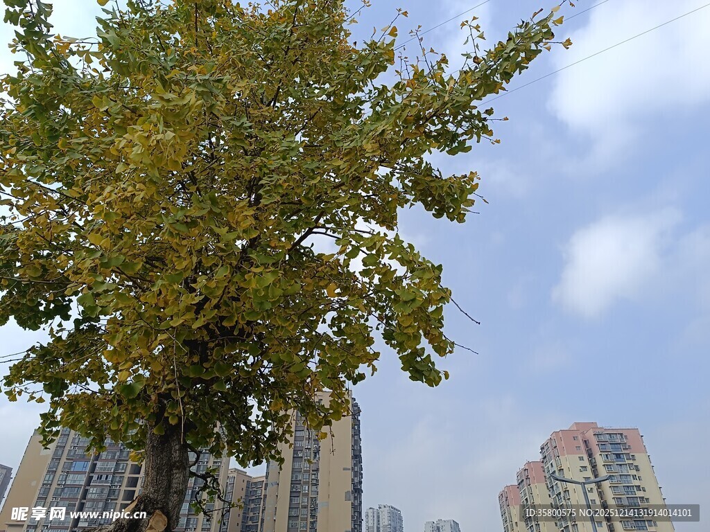 城市中茂盛的绿树