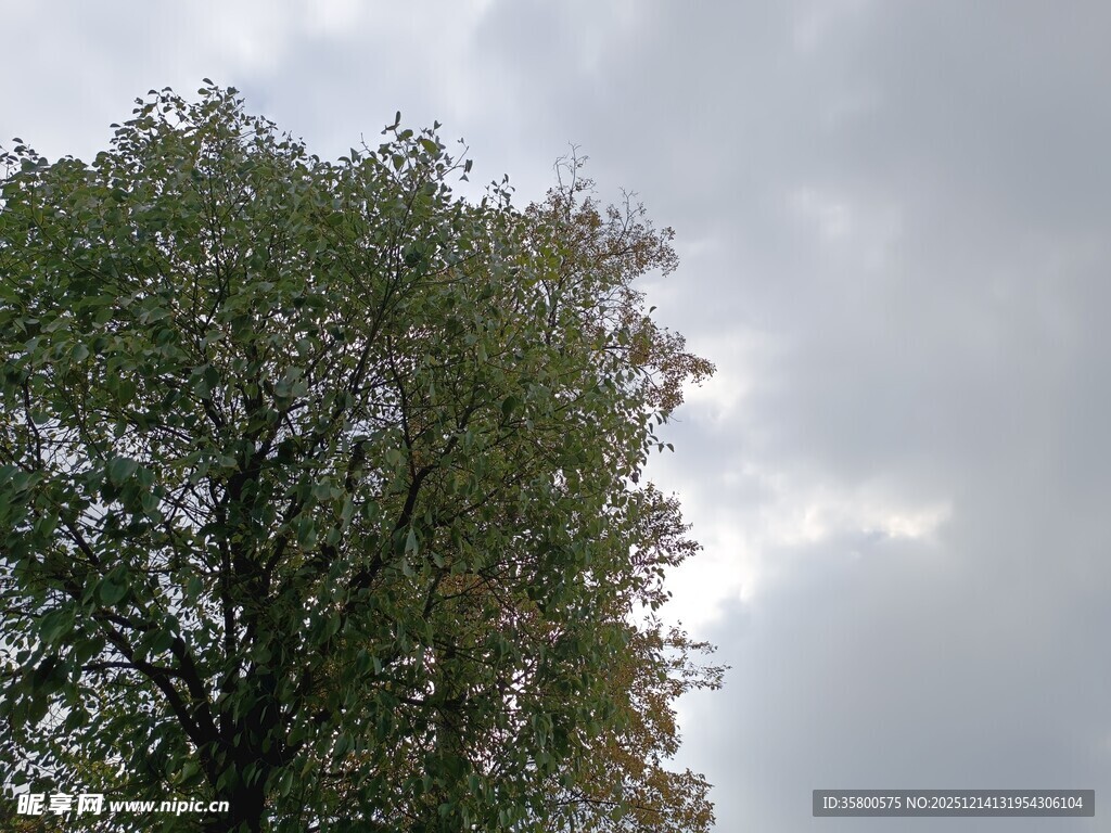 阴天中的茂盛树木
