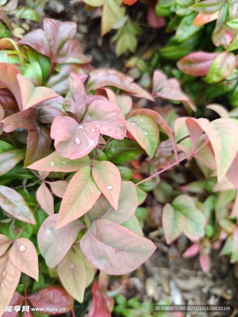 多彩叶片植物特写