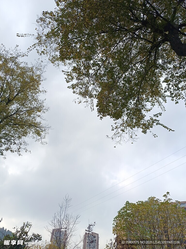 仰视城市中的繁茂树木