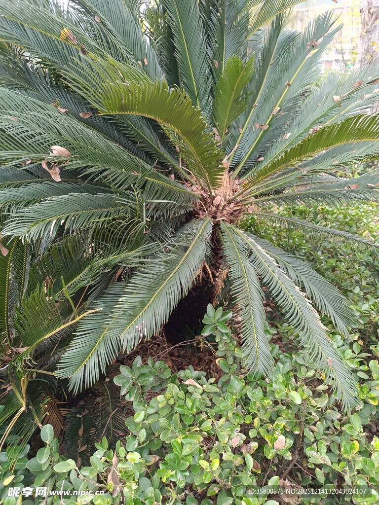 铁树与周边绿植景观