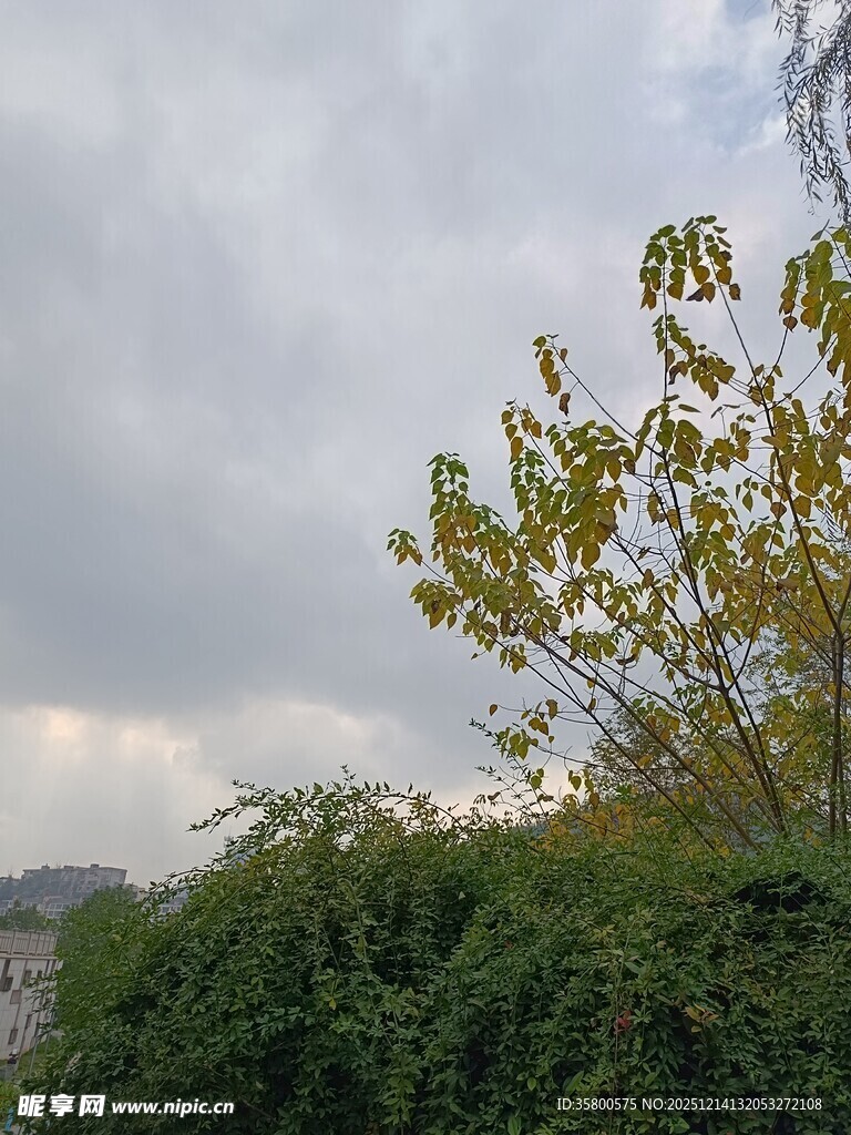 阴天中的绿树与繁茂植被