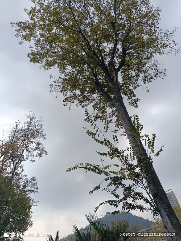 挺拔树木与朦胧天空