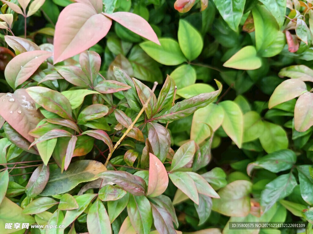 多彩叶片植物特写