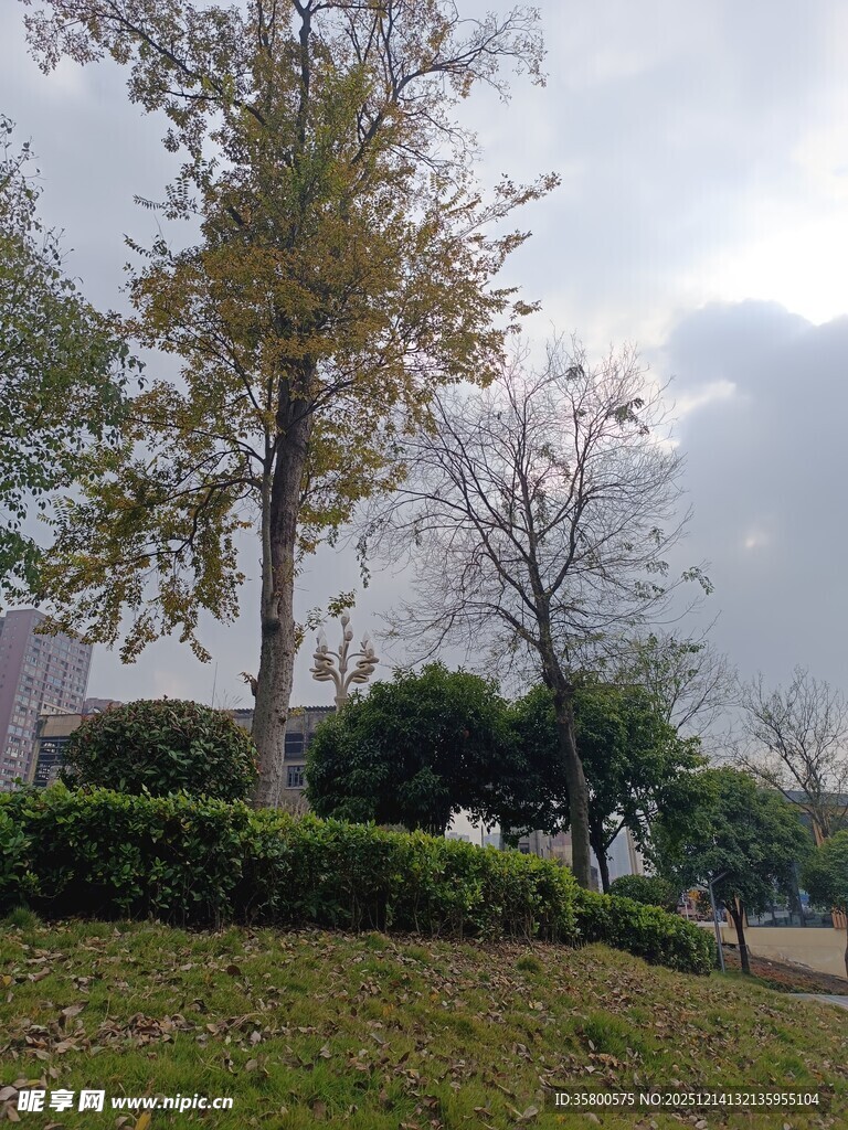 秋日公园绿植景观