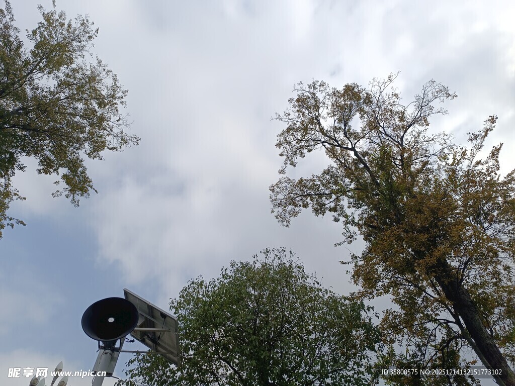 仰视天空中的树木与物件