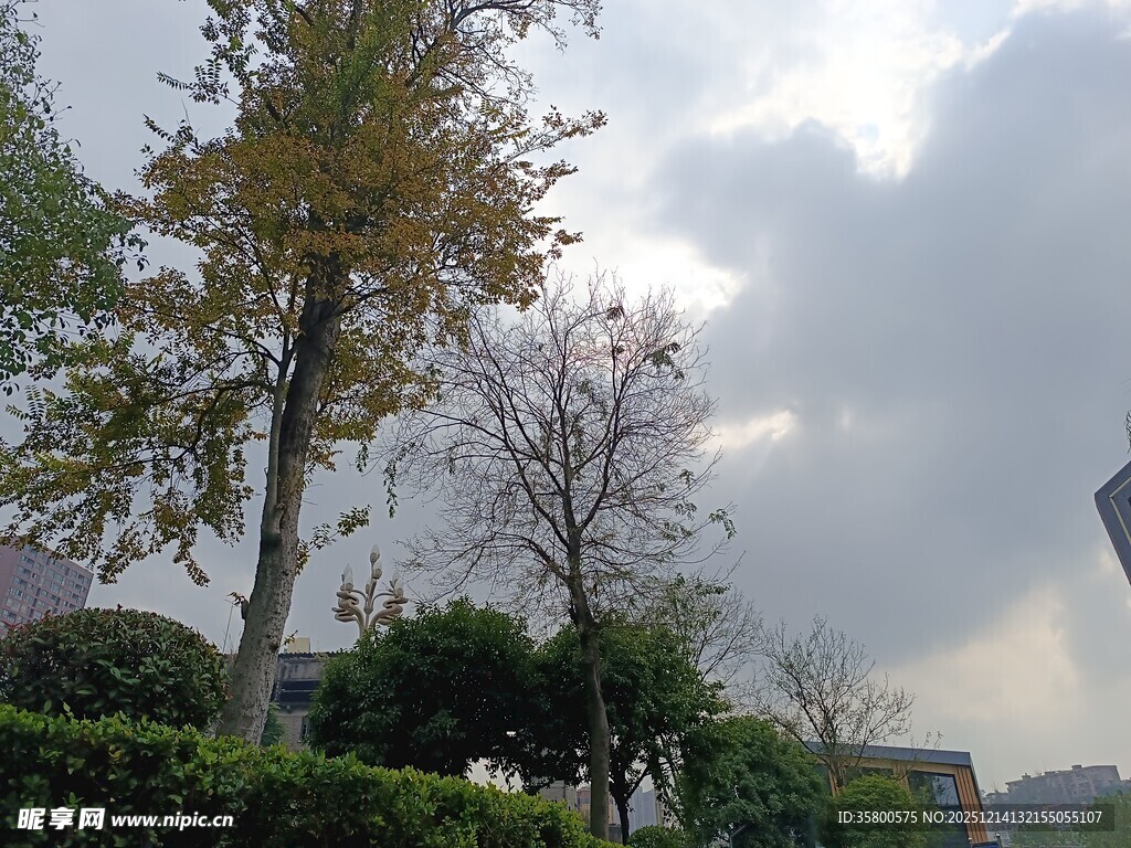 阴天城市绿植景观