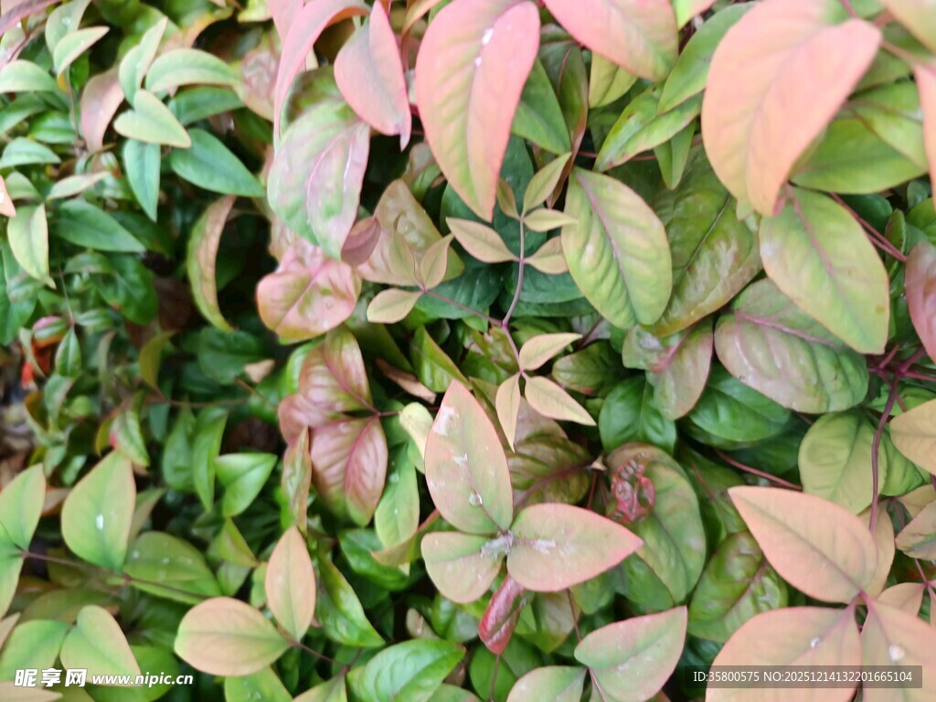 多彩叶片植物特写