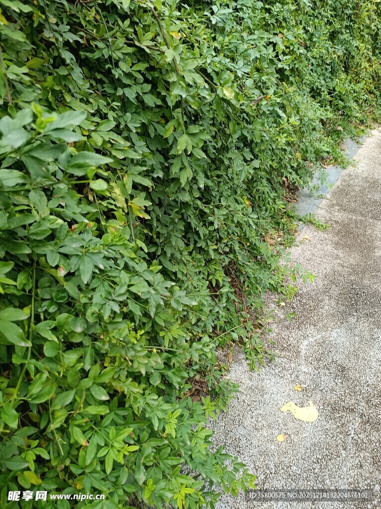 小径旁繁茂的绿色藤蔓植物