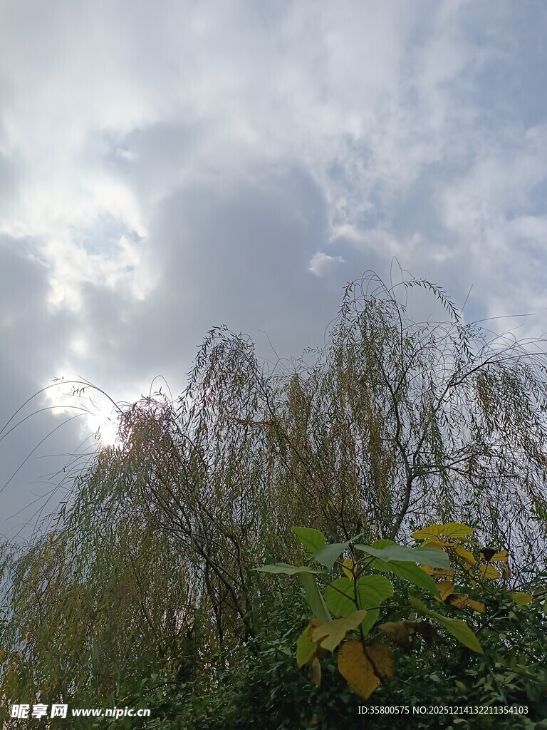 柳梢之上的多云天空