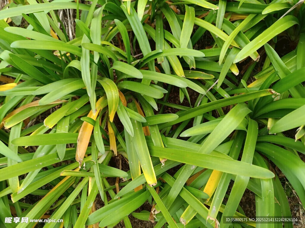 翠绿繁茂的植物叶片