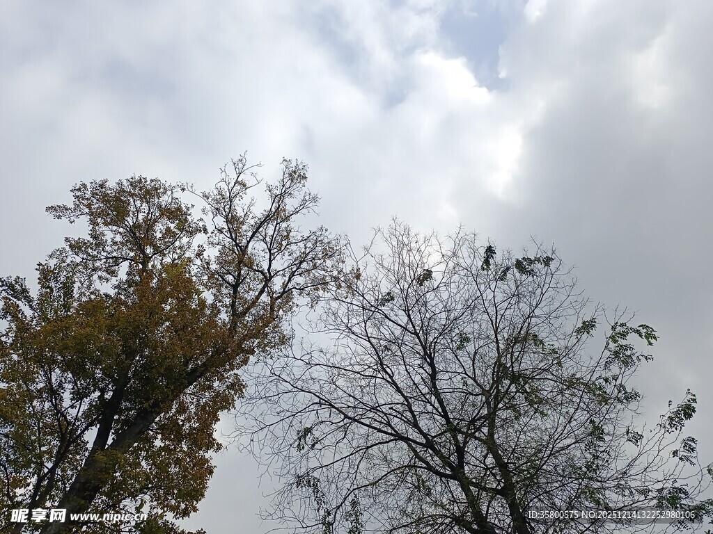 秋日树梢与天空景象