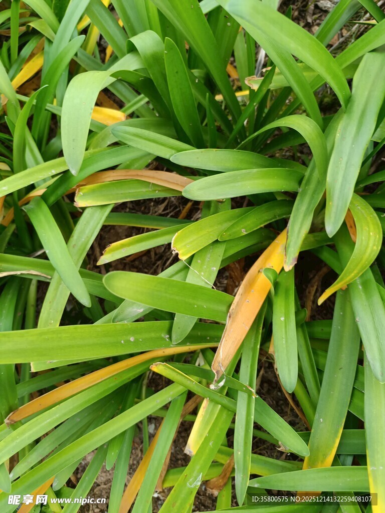 翠绿带黄边的植物叶片