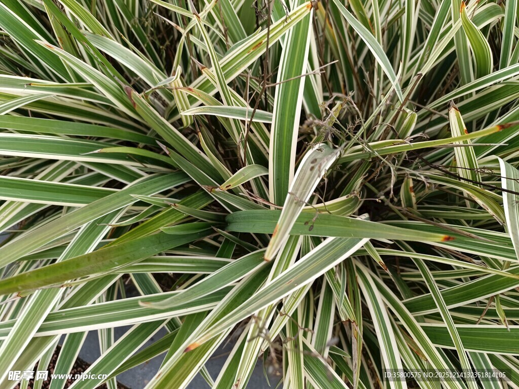 金边麦冬草特写