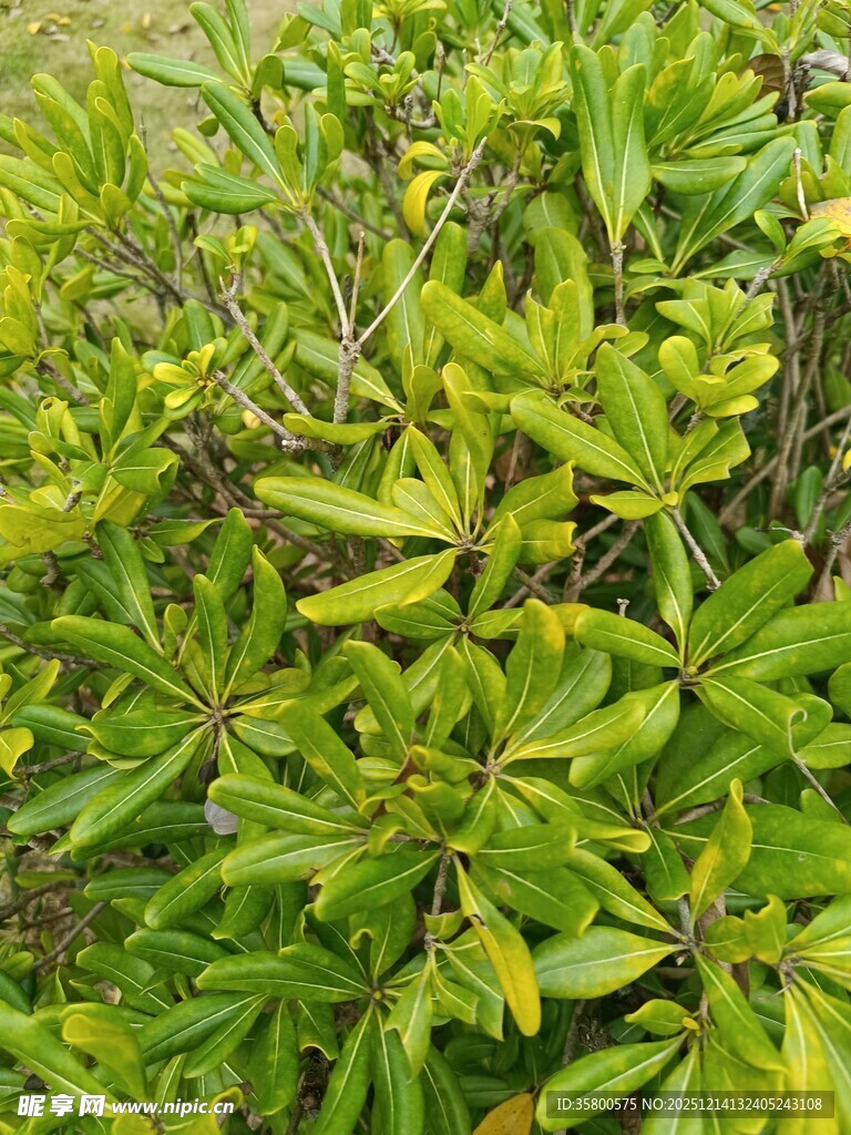 翠绿繁茂的植物枝叶