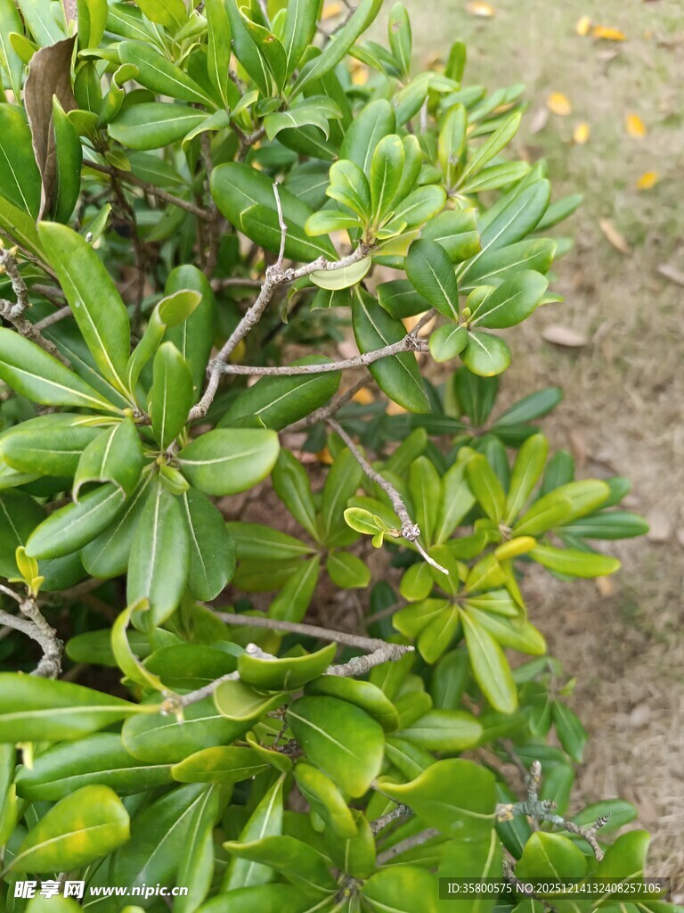 翠绿繁茂的多浆植物