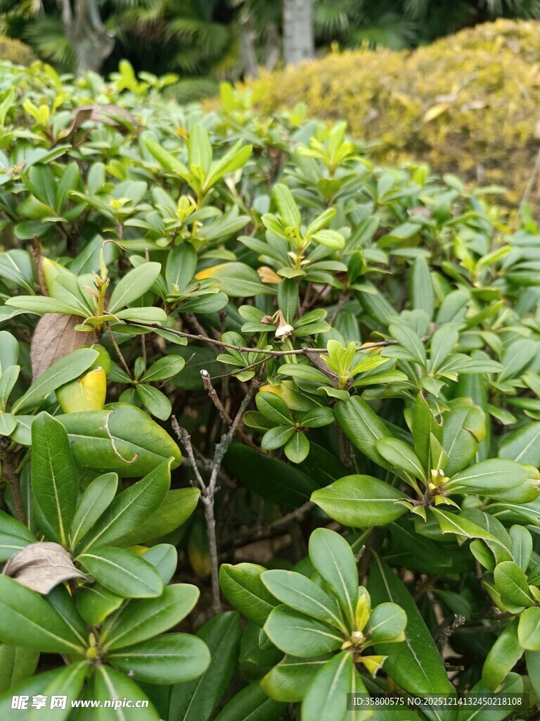 翠绿繁茂的灌木丛