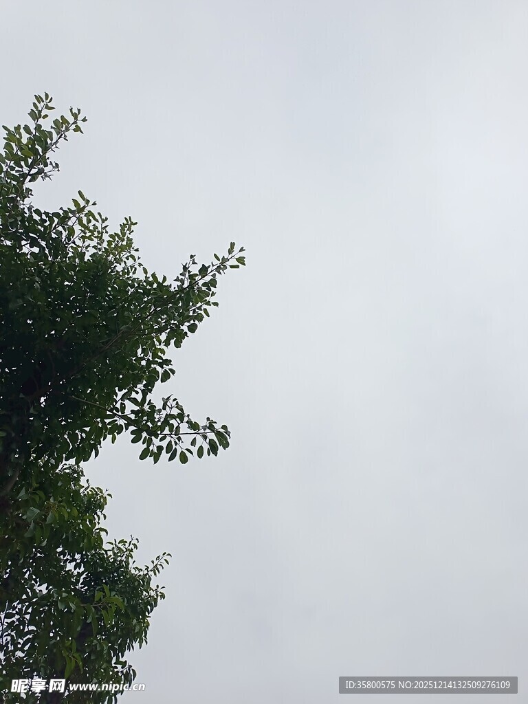 仰视视角下的繁茂绿树