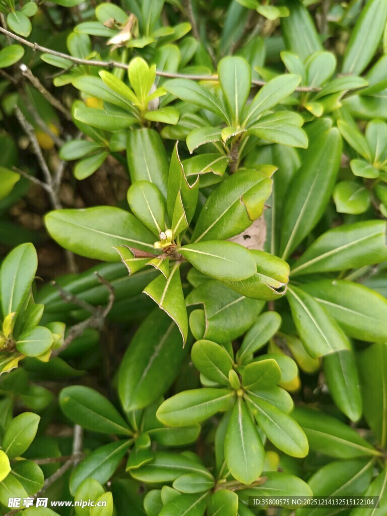 翠绿繁茂的绿植特写