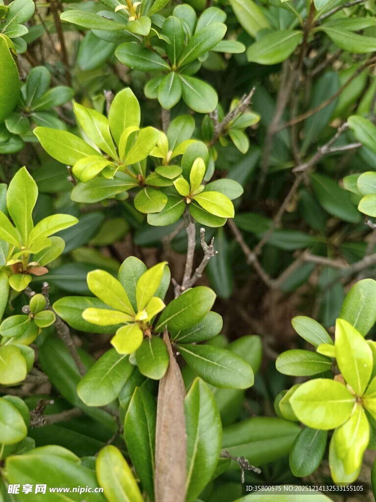嫩绿叶片的清新绿植