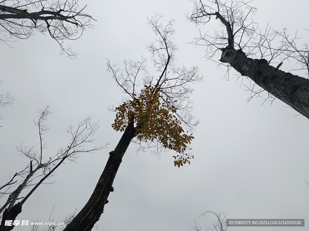枯木间的金黄孤树