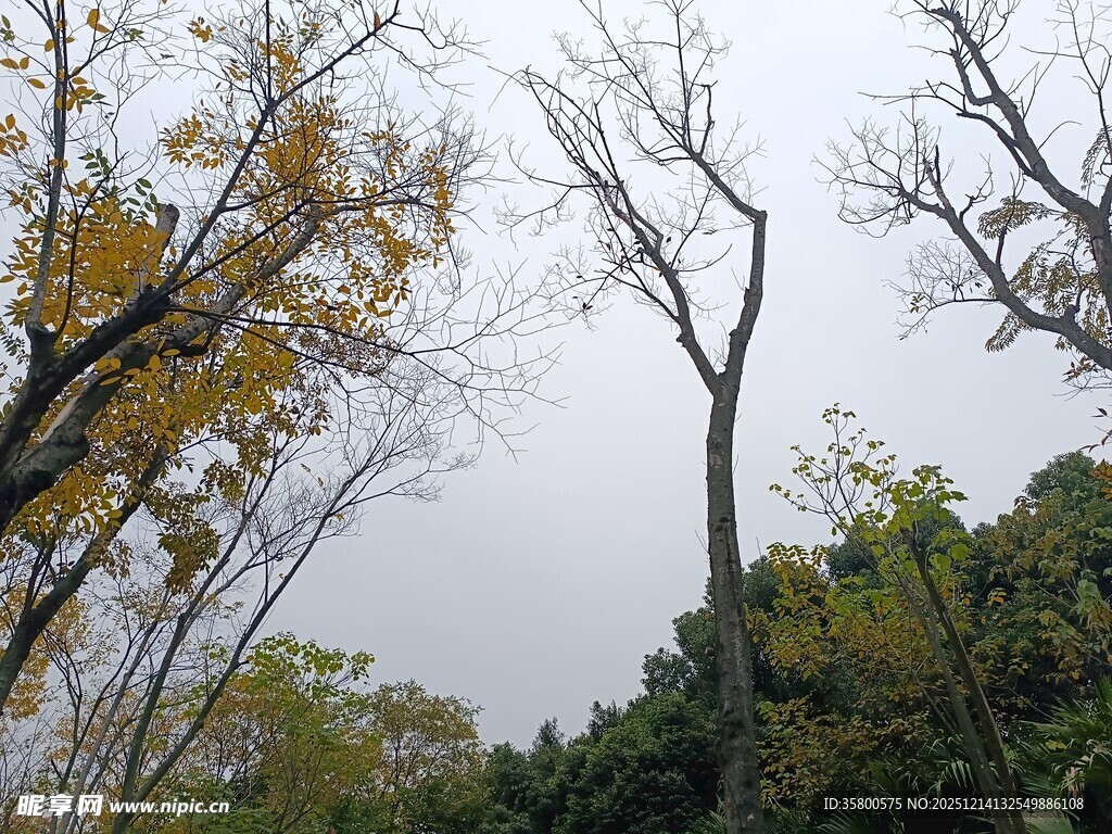 秋日树林枯荣交织景象
