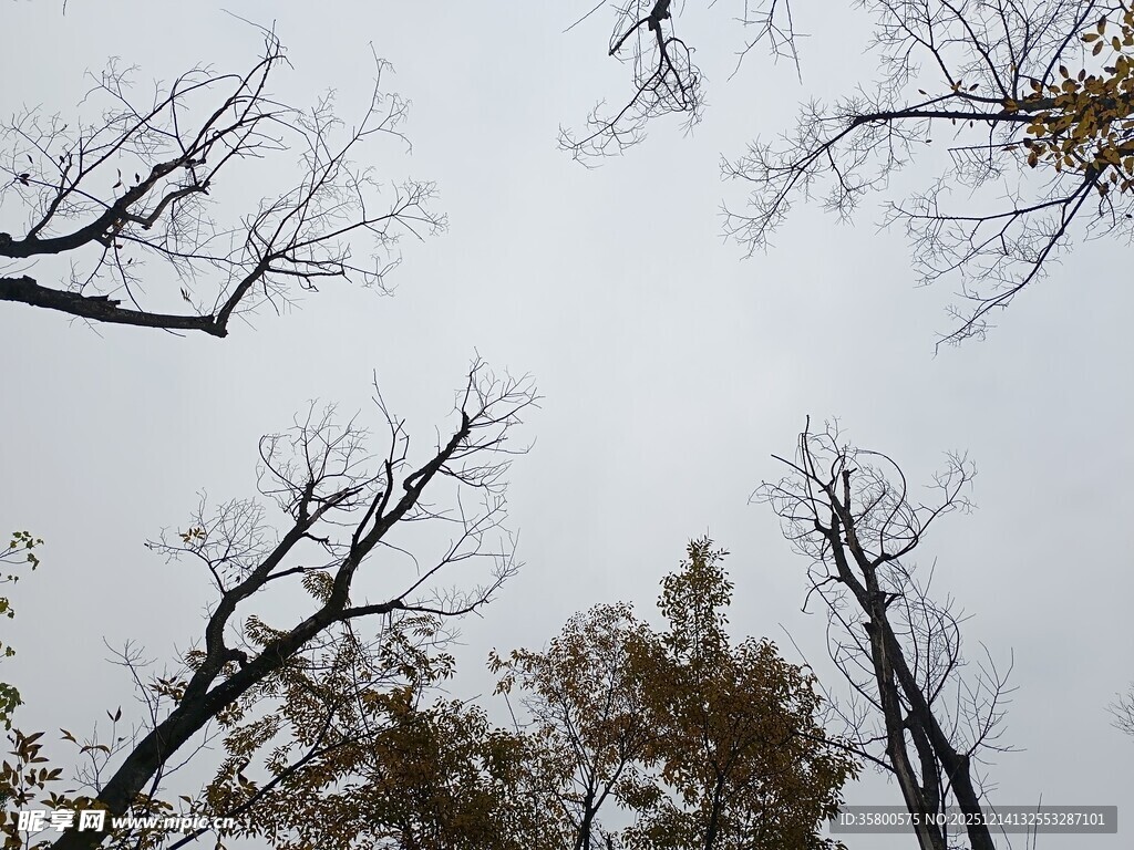 冬日枯树仰视图