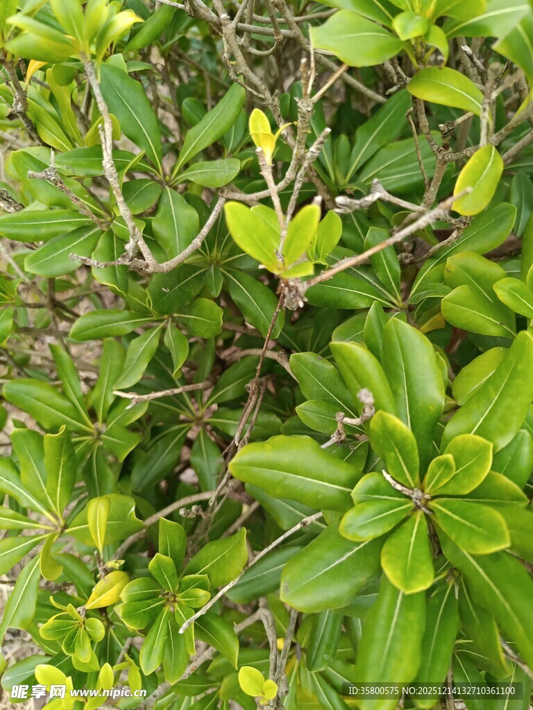 翠绿繁茂的植物景观