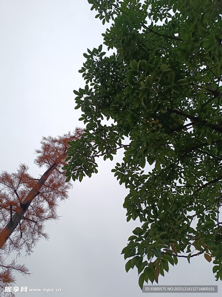 绿树红枝的自然景致