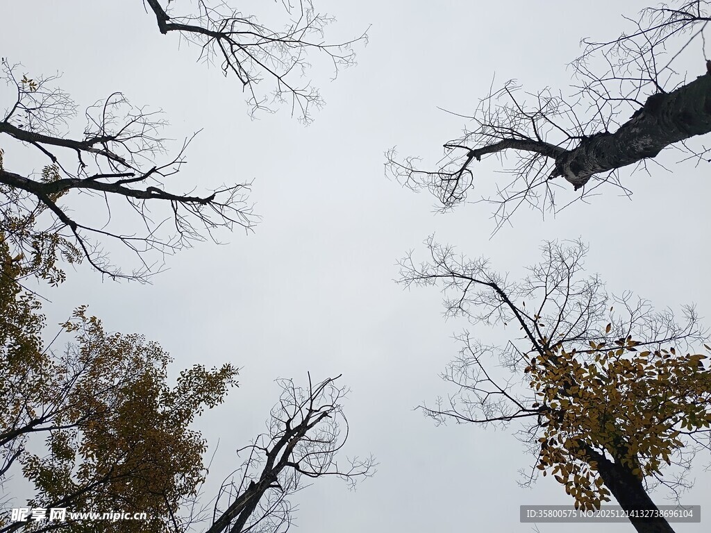 仰观枯树蓝天